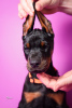 Photo №4. I will sell dobermann in the city of Jagodina. breeder - price - negotiated