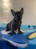 Photo №2 to announcement № 106739 for the sale of french bulldog - buy in Germany breeder