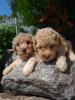 Photo №2 to announcement № 61077 for the sale of poodle (toy) - buy in Serbia private announcement