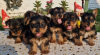 Photo №1. yorkshire terrier - for sale in the city of Loznica | negotiated | Announcement № 109708