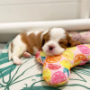 Photo №2 to announcement № 78373 for the sale of cavalier king charles spaniel - buy in United Kingdom private announcement