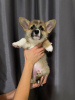 Photo №4. I will sell welsh corgi in the city of Warsaw. private announcement - price - Is free