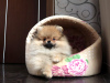 Additional photos: Pomeranian Girl, Orange Sable