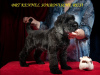 Photo №4. I will sell black russian terrier in the city of Kiev. from nursery, breeder - price - negotiated