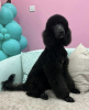 Photo №2 to announcement № 105203 for the sale of poodle (royal) - buy in Germany breeder