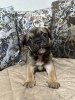 Photo №2 to announcement № 117744 for the sale of french bulldog - buy in Serbia 