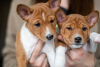 Photo №1. basenji - for sale in the city of Чачак | negotiated | Announcement № 94209