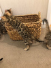 Photo №4. I will sell bengal cat in the city of Los Angeles. breeder - price - 350$