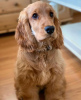 Photo №1. english cocker spaniel - for sale in the city of Vienna | 475$ | Announcement № 83337