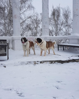 Photo №4. I will sell st. bernard in the city of Cheboksary. private announcement, from nursery, breeder - price - Negotiated