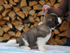 Additional photos: St. Bernard puppy