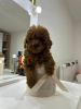 Additional photos: Toy Poodle, puppies of the highest quality