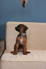 Photo №1. rhodesian ridgeback - for sale in the city of Minsk | 1200$ | Announcement № 18595