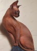 Additional photos: Sphynx Show Quality and for Breeding Black Kitten