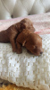 Additional photos: Toy poodle puppies (4 girls, 1 boy) were born on 03/03/2023
