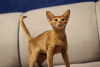 Additional photos: Abyssinian kittens, girls and boys