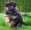 Photo №1. german shepherd - for sale in the city of Kaunas | negotiated | Announcement № 120603