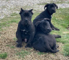 Photo №2 to announcement № 37744 for the sale of cane corso - buy in Serbia breeder