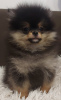 Additional photos: Buu Pomeranians puppies