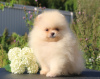 Additional photos: Pomeranian puppies 2.5 months