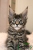 Photo №1. maine coon - for sale in the city of St. Petersburg | 810$ | Announcement № 18074