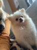 Photo №1. pomeranian - for sale in the city of Флорида Сити | 800$ | Announcement № 15738