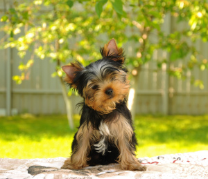 Photo №2 to announcement № 2734 for the sale of yorkshire terrier - buy in Russian Federation from nursery, breeder