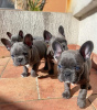 Photo №1. french bulldog - for sale in the city of Warsaw | Is free | Announcement № 16198