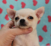 Photo №4. I will sell chihuahua in the city of Минеральные Воды. from nursery, breeder - price - Is free