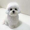 Photo №1. bichon frise - for sale in the city of Reykjavík | negotiated | Announcement № 97414