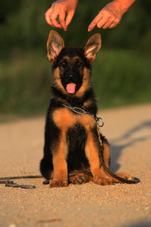 Photo №1. german shepherd - for sale in the city of Mariupol | 500$ | Announcement № 496