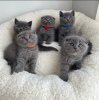 Photo №1. scottish fold - for sale in the city of Berlin | negotiated | Announcement № 119984