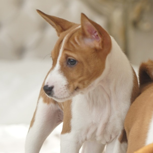 Photo №2 to announcement № 5808 for the sale of basenji - buy in Russian Federation private announcement