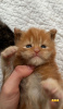 Photo №2 to announcement № 103574 for the sale of maine coon - buy in United States breeder