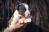 Photo №4. I will sell american staffordshire terrier in the city of Kiev. from nursery - price - 1814$