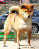 Photo №4. I will sell shiba inu in the city of St. Petersburg. breeder - price - 1755$