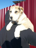 Photo №4. I will sell central asian shepherd dog in the city of Warsaw. from nursery, breeder - price - 687$