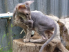 Photo №4. I will sell peterbald in the city of Almaty. breeder - price - 832$