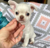 Photo №1. chihuahua - for sale in the city of Амстердам | 296$ | Announcement № 87927