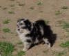 Photo №3. Pomeranian Spitz puppies. Serbia