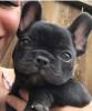 Photo №4. I will sell french bulldog in the city of Leipzig. private announcement - price - 380$