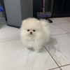 Photo №2 to announcement № 118333 for the sale of pomeranian - buy in Germany private announcement