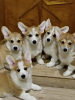 Photo №1. welsh corgi - for sale in the city of Mogilyov | negotiated | Announcement № 20935