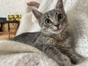 Photo №3. The mischievous purring kitten Selena is looking for a home!. Russian Federation