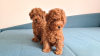 Additional photos: Toy Poodle Puppies
