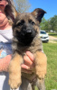 Photo №4. I will sell german shepherd in the city of Berlin. private announcement, breeder - price - 106$