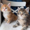 Photo №2 to announcement № 123654 for the sale of maine coon - buy in Germany private announcement