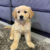 Photo №1. golden retriever - for sale in the city of Vienna | Is free | Announcement № 125155