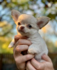 Photo №2 to announcement № 123383 for the sale of chihuahua - buy in Poland private announcement