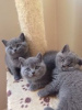 Photo №2 to announcement № 116403 for the sale of british shorthair - buy in Germany private announcement